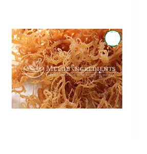 Chondrus crispus, polvo de musgo irlandés puro, superalimento natural de musgo marino, rico en minerales, para el apoyo inmunológico y digestivo. - Product Image 1