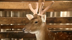 เขากวางกำมะหยี่หั่นทั้งชิ้นแบบแห้งจากเวียดนาม - Product Image 4