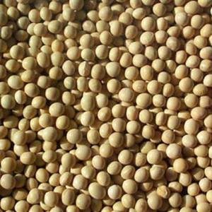 Wholesale GMO and Non GMO Soyabean / <b>Soybeans</b> Exporters Now Available in Bulk Stock at Affordable Price Austria - Product Image 1