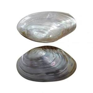 Plat de service élégant en nacre irisée avec incrustation de coquillages, idéal pour les dîners, les tables de fêtes et les cadeaux raffinés, provenant du Vietnam. - Product Image 6