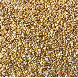 ถั่วเขียวเหลืองคุณภาพดีที่สุด 100% ธรรมชาติ สดใหม่ สีธรรมชาติ ยี่ห้อเคียริ บรรจุ 30 กก. อายุการเก็บรักษา 12 เดือน สำหรับขายส่ง - Product Image 3