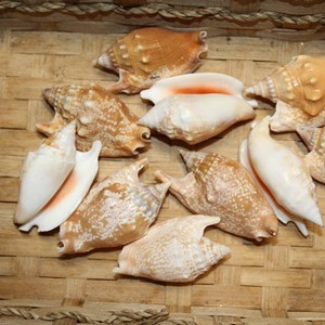 Coquillages nettoyés en gros à prix avantageux, coquillages naturels, accessoires de décoration pour la maison et la plage - Product Image 6