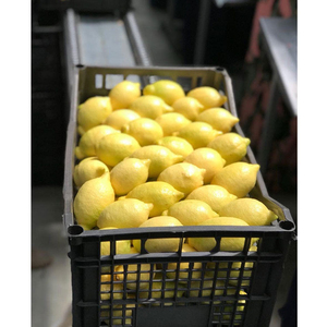Vente en gros de citrons Eureka, qualité constante pour les marchés de détail et de services alimentaires - Product Image 2