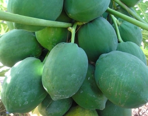 Frozen <b>Papaya</b> 100% Healthy <b>Fresh</b> Fruit From Vietnam - Product Image 6