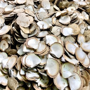 Proveedor mayorista de conchas de ostra perlada, conchas marinas naturales, conchas decorativas al precio más bajo. - Product Image 6