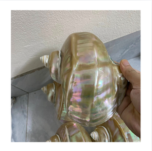Natural Polished Handmade Durable Turbo Seashell Decorative Shell for Home Beach Theme <b>Souvenir</b> <b>Wedding</b> Decoration & Gift - Product Image 1