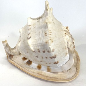 Casco concha de caracol conchas marinas grandes naturales conchas marinas del Océano para artesanías y coleccionables de Vietnam - Product Image 1