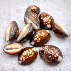 Perles de coquillages de cauris en gros, prix bas, coquillages de mer de la plus haute qualité, coquillages naturels. - Product Image 2