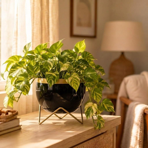 Maceta Negra Brillante con Borde Dorado y Soporte Metálico, Macetero Decorativo Moderno para Plantas de Interior, Decoración de Lujo para el Hogar - Product Image 5