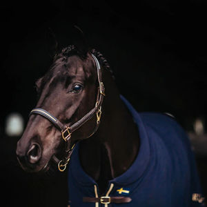 Cabestro para Caballos de Alta Calidad, Cómodo y a la Moda, Fabricado con Control de Calidad Superior - Product Image 3