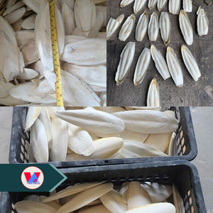 Hueso de Sepia Blanco Marfil de 15 kg, a Granel, Sin Recortar, Seco, para el Cuidado del Pico de Aves y Loros, Fuente de Calcio - Product Image 2