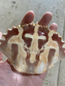 Concha de cangrejo seca Natural superventas, artesanía de concha de madre perla Natural para arte de decoración de alimentos de estilo náutico - Product Image 3