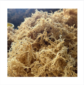 <b>Dried</b> Laver Seaweed Chopped 10-20cm Natural Salted Mineral Rich Bulk 0.1-0.5kg Ca Mau GOOD Brand Vietnam Midu Shelf Life 12 - Product Image 1