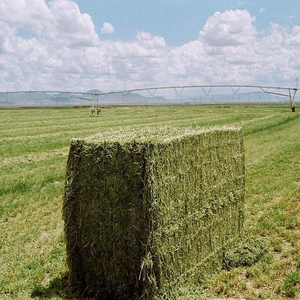 Fournisseur en gros de foin d'alfalfa, alimentation animale de qualité supérieure, livraison rapide pour un bétail robuste et sain (vaches, chèvres, chevaux) - Product Image 2
