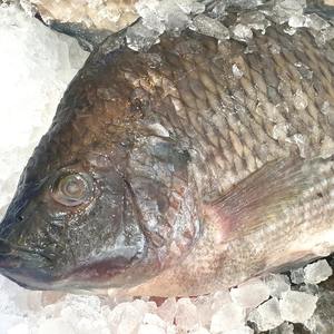 Filetes de Pescado Perca del Nilo Congelados Premium con Alto Contenido de Proteínas y Bajo en Grasas, Ideales para Exportación al por Mayor y Procesamiento de Alimentos - Product Image 2