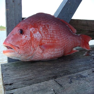 Poisson de Grouper Rouge Congelé pour la Restauration - Prix de Gros pour Entreprises de Restauration, Marchés de Fruits de Mer, Hôtels et Restaurants - Product Image 5