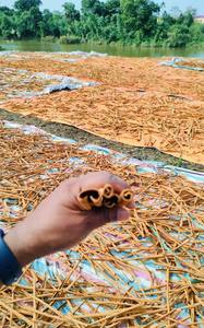 Palitos de Canela de Vietnam - Certificación ISO y HACCP - Alto Contenido de Aceite Esencial - Suministro de Importador Global - Product Image 4