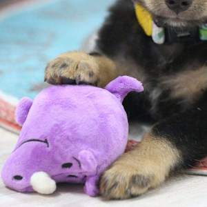 Jouets pour chiens en peluche indestructibles qui parlent pour les mâchoires très fortes – Jouet à mâcher pour chien - Product Image 5