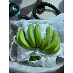 Bananes Cavendish vertes de qualité export, récolte fraîche de première qualité pour le commerce international et la chaîne d'approvisionnement commerciale - Product Image 3