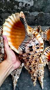 เครื่องดนตรีแตรทริทันทำมือคุณภาพสูงจากเปลือกหอยธรรมชาติ ขายส่งจำนวนมาก - Product Image 3