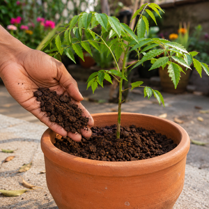 Fertilizante de Neem Premium, Aceite de Neem Orgánico para Agricultura, Acondicionador de Suelo, Proveedor Mayorista - Product Image 4