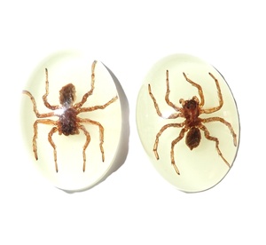 Araña Fantasma, Espécimen Real, Cabujón de Plástico Ovalado de 18x25 mm, Base Plana Brillante para Manualidades y Joyería - Product Image 1