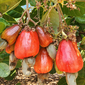 Hot Sales High Quality Cashew Nuts WW180, WW240, WW320, LP Raw Cashew Nut Cashew Nuts India OEM, ODM - Product Image 3