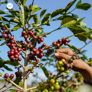 Granos de café verde más vendidos de Vietnam Robusta Arábica Grano entero Café tostado saludable Precio competitivo Listo Importación - Product Image 5