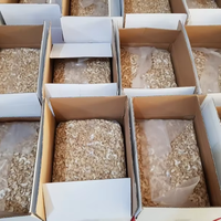 Vietnamese Oorsprong Biologische Pure Geroosterde Cashewnoten - Premium Kwaliteit Hoog Eiwitgehalte Voedsel Groothandel - Snelle Wereldwijde Verzending