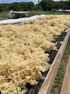 <b>Dried</b> Laver Seaweed Chopped Natural White Sea <b>Moss</b> Salted Mineral Rich Vietnam Bulk Bag 0.5-2kg 12 Months Shelf Life - Product Image 3