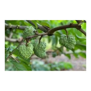 Tươi và chất lượng cao mãng cầu <span class=keywords><strong>Apple</strong></span> từ Việt Nam bán buôn xuất khẩu - Product Image 4