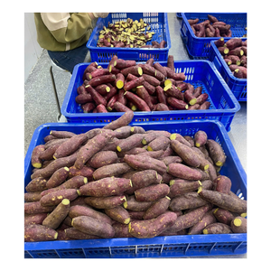 Fábrica de Batata Morada Congelada de Vietnam que Ofrece Precios Competitivos al por Mayor y Soluciones Personalizadas de Marca Privada - Product Image 5