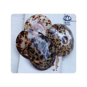 Conchas de Limpet para Rellenos Decorativos y Proyectos de Bricolaje, Superficie Pulida, Material Duradero, Opción Económica - Product Image 1