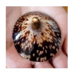 Concha de limpias natural premium con acabado liso para decoración del hogar, exhibición interior y aplicaciones artesanales - Product Image 4