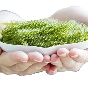 Raisin de mer séchés, herbes naturelles, plantes bracelet de dureté, algues, marinées dans l'eau salée