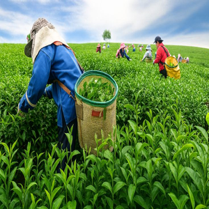 Poudre de fumier de vache, mélange de vermicompost, engrais organique pour les plantations de café en Éthiopie, Tanzanie, Ouganda - Product Image 1