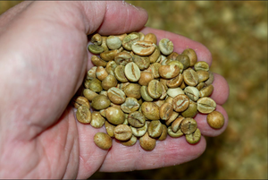เมล็ดกาแฟเขียวออร์แกนิกเวียดนาม อาราบิก้า ไม่ใช่พืช GMO GB26 ผลผลิตจากฟาร์ม IIGLOBAL เกรดสูง ปลูกในพื้นที่สูง ราคาส่งออกมาตรฐาน - Product Image 3