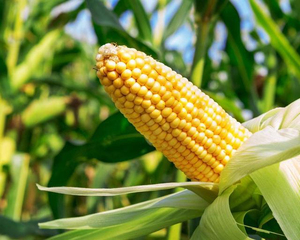 Harina de Maíz Premium al por Mayor, Grado Alimenticio, Suministro a Granel, Calidad Superior, Lista para Enviar, Producto de Exportación - Product Image 2