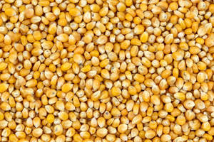 Premium İhracat Kaliteli Yemlik Kurutulmuş Sarı Mısır |   GDO'suz Doğal Yüksek Enerjili Yapışkan Olmayan Tahıllı Kümes Hayvanları Yemi - Product Image 5