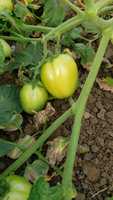 Graines hybrides de tomates Moon Star REVO F1, pureté 99,9 %, origine Pakistan, germination 90 %, durée de conservation 2 ans, fruit ovale