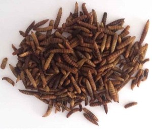 Larves de Mouches Soldat Noires Séchées 100% Naturelles pour Alimentation Animale – Vente en Gros B2B, Bon Prix, Sécurité et Qualité pour Animaux, Grand Volume - Product Image 6