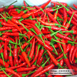 พริกแดงสดพรีเมียมจากเวียดนาม คุณภาพสูง ขายส่งจำนวนมากสำหรับตลาดส่งออก - Product Image 2