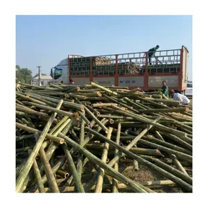 Solido e forte in piedi di bambù pali sostenibili TOKIN palo di bambù a buon mercato prezzo campione gratuito