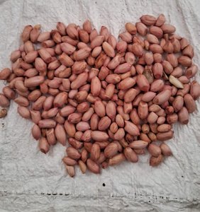 High Quality Fresh Top Grade <b>Peanuts</b> Kernels Without Shell High Quality Best Price with Custom Service 24 Months Shelf Life - Product Image 5