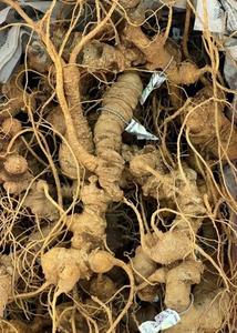 Premium Ngoc Linh Ginseng from Vietnam | High Saponin Content | OEM & Private Label Available - Product Image 6