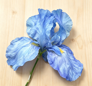 Fleurs artificielles géantes de haute qualité, réalistes et naturelles, <span class=keywords><strong>iris</strong></span> de grande taille pour la décoration d'hôtels, de mariages et de scènes événementielles - Product Image 4