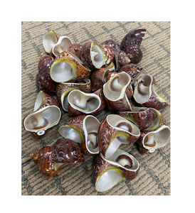 Anneaux de serviette en coquillages de cauris naturels, porte-coquillages de cauris polis, décoration rustique pour la maison, décoration de table - Product Image 6