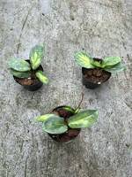 Hoya Argentea Princess, plante en pot mature sans pathogènes, variété exotique variegée, fleurs fraîchement coupées