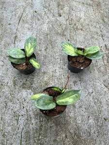 <span class=keywords><strong>Hoya</strong></span> Argentea Princess, Planta Madura en Maceta Libre <span class=keywords><strong>de</strong></span> Patógenos, Variedad Exótica, Flores Frescas Cortadas - Product Image 4