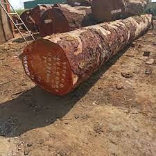 Bûches rondes en bois d'eucalyptus de qualité supérieure – Bois polyvalent (teck, pin, bouleau, bois de santal) à vendre - Product Image 2
